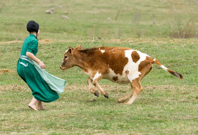In this April 9, 2013 photo, an Amish girl chases a cow from the outfield during a baseball game in Bergholz, Ohio. A study published Wednesday, August 3, 2015 explored reasons why asthma is so uncommon among Amish communities, where children play barefoot in dairy barns and farm fields, while indoor pets are taboo. Early and frequent exposure to farming microbes might boost Amish children’s disease-fighting immune system, the study suggests. (Photo by Scott R. Galvin/AP Photo)