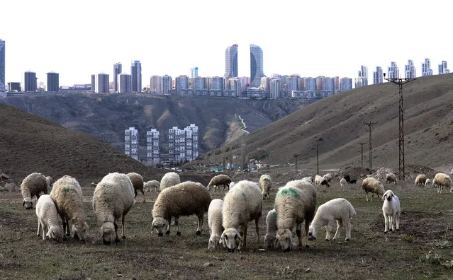 Sheep graze in the fields on the outskirts of the Turkish capital of Ankara's Cankaya district on April 9, 2020, as apartment blocks are constructed to accommodate the growing urban population. (Photo by Adem Altan/AFP Photo)