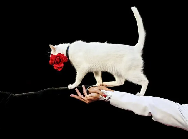 A cat and its trainers perform during “The Circus Princess”, a new programme, at the National Circus in the Ukrainian capital of Kiev September 10, 2015. (Photo by Gleb Garanich/Reuters)