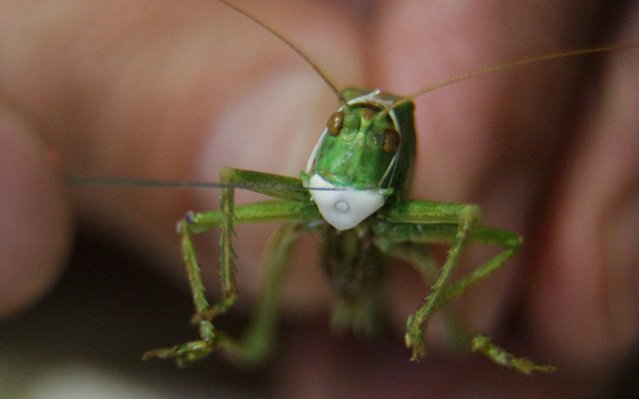 A grasshopper in a protective mask created by microminiaturist Anatoly Konenko in Omsk, Russia on May 21, 2020. Mini-masks about the size of a rice grain are made of a special high-density medical fabric with a built-in air filter. Anatoly Konenko is one of Russia's most famous microminiaturists; his works include a grasshopper playing a violin, a shod flea, a miniature bass guitar, a camel train in a needle's eye, and over 200 miniature books. (Photo by Yevgeny Sofiychuk/TASS)
