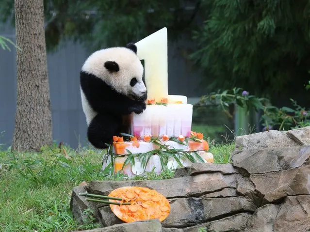  National Zoo Celebrates Panda’s 1st Birthday