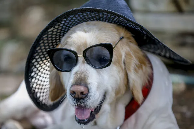 A dog wears a hat and sun glasses to hide from the sun as the heat wave strike Turkey's Antalya on May 17, 2020. For the first time since 1929, the air temperature in Antalya was measured at 38.8 degrees in May. (Photo by Mustafa Ciftci/Anadolu Agency via Getty Images)