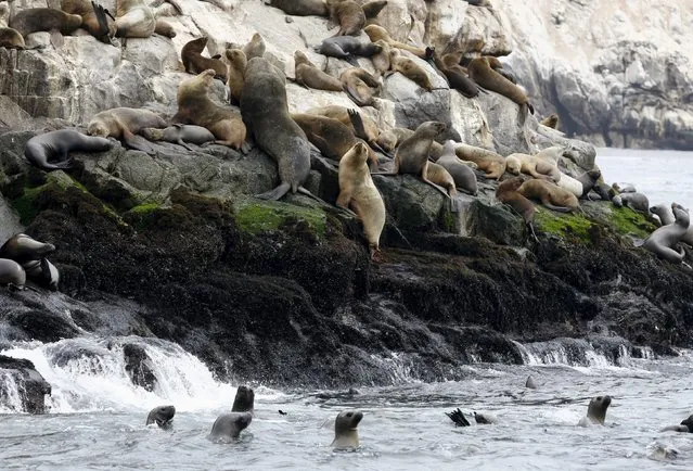 Sea lions are seen at the Palomino island in Callao, Peru, September 12, 2015. (Photo by Mariana Bazo/Reuters)