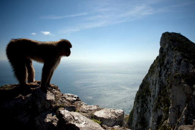 In this file photo taken on March 17, 2016 a macaque monkey stands in the heights of Gibraltar. The macaques of the Rock of Gibraltar are a popular tourist attraction, so much so that the government of the British enclave, has decided to reinforce their protection with a legal change that will make touching them a crime. “With the arrival of the COVID-19 disease, the Government will adopt strict measures to avoid contact with macaques and thus minimize their risk for contracting the disease and become sick or die”, emphasized the government in a note released on May 29, 2020. (Photo by Jorge Guerrero/AFP Photo)