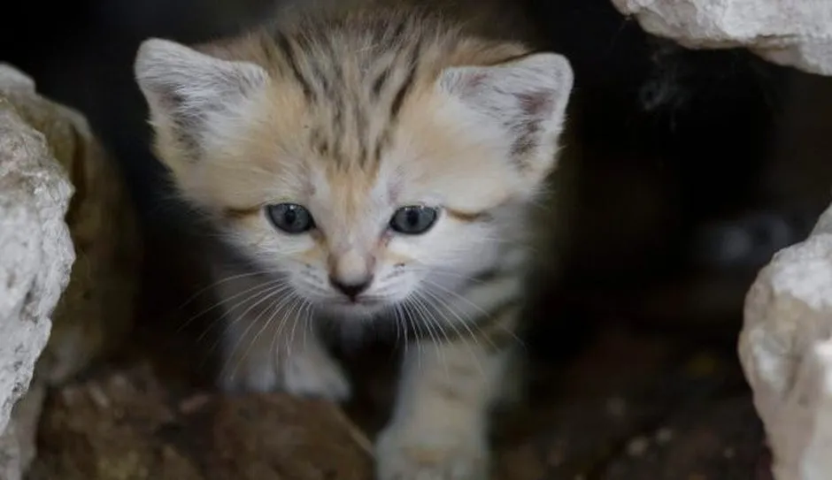Rare Sand Kittens in Park “Safari”