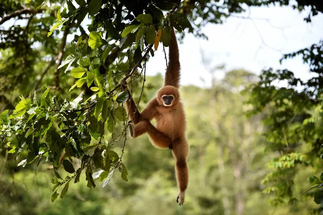 An owa or white-handed gibbon hangs on a tree after being released into the wild forest of Sampoiniet, Aceh province on June 7, 2020. The Owa has being rescued from a pet lover by Aceh natural resources conservation agency (BKSDA) a few months ago. (Photo by Chaideer Mahyuddin/AFP Photo)