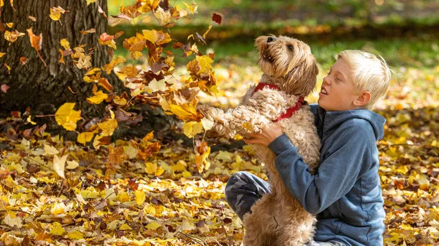Harry Brooke 11 and his dog, Cookie, a 2 year old Cavapoo enjoy the unseasonal warm sunshine and golden autumn leaves blowing in the wind on Wimbledon Common south-west London on October 26, 2022. (Photo by Alex Lentati/London News Pictures)