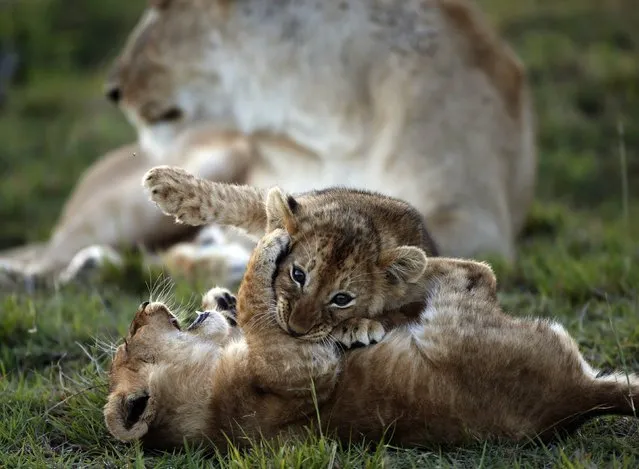 Lion cubs play in front of a lioness at the Naboisho Conservancy adjacent to the Masai Mara National Reserve October 7, 2014. (Photo by Goran Tomasevic/Reuters)