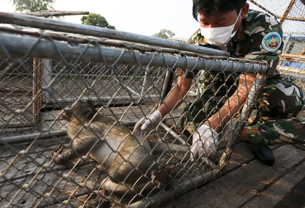 Thailand Officials Relocate Mischievous Macaque Monkeys
