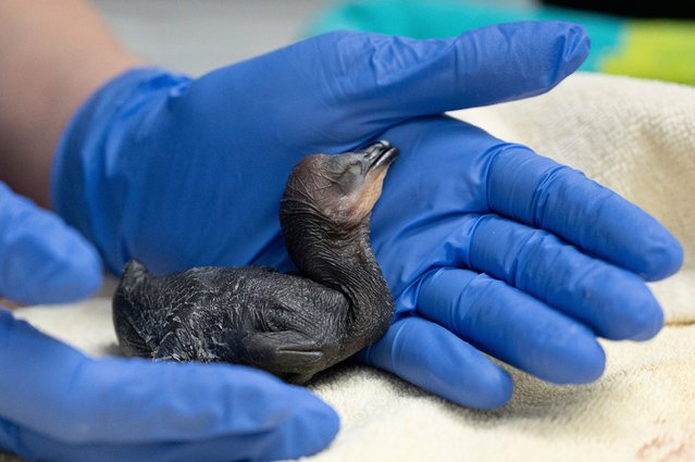 A rescued cormorant chick is seen after an examination at International Bird Rescue’s Los Angeles Wildlife Center on Monday, March 10, 2025, in San Pedro, Calif. (Photo by Ariana Gastelum/International Bird Rescue via AP Photo)