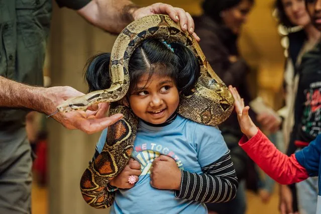 Puvisha Chiranjeevi age 6 from Castletroy Limerick meets a boa constrictor pictured at Animal Magic as part of Science Week Ireland in University of Limerick on November 12, 2022, part of their week long programme. (Photo by Brian Arthur/The Irish Times)