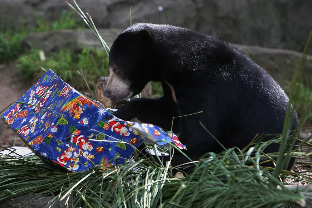 Taronga Zoo Animals Recieve Christmas Gifts