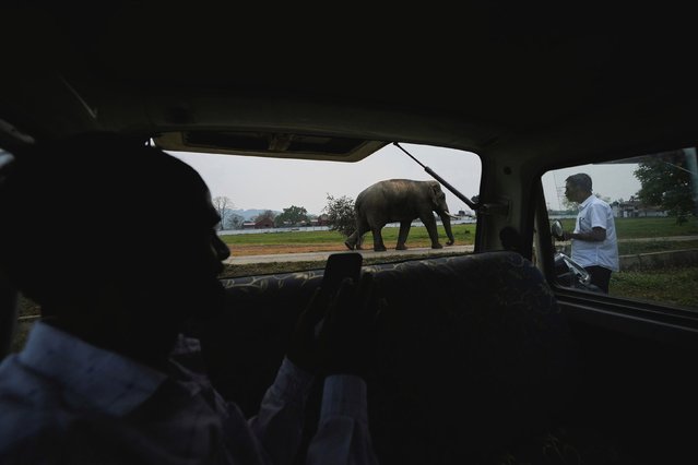 A man sitting inside a vehicle takes photograph of a wild elephant which strayed out of the Amchang Wildlife Sanctuary, possibly in search of food, in Guwahati, India, Wednesday, April 9, 2025. (Photo by Anupam Nath/AP Photo)