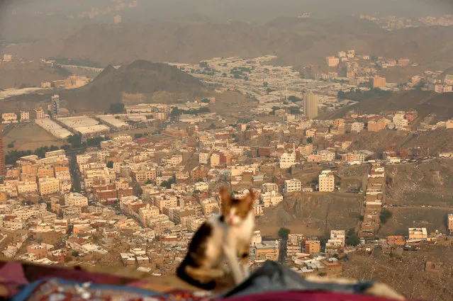 A cat is seen at Mount Al-Noor, where Muslims believe Prophet Mohammad received the first words of the Koran through Gabriel in the Hera cave, ahead of the annual haj pilgrimage in the holy city of Mecca, Saudi Arabia September 7, 2016. (Photo by Ahmed Jadallah/Reuters)
