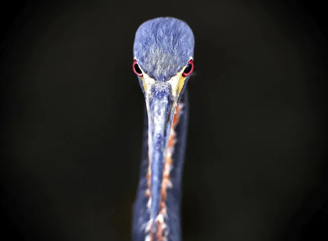 A juvenile tricoloured heron stares at visitors to Lake Eola Park in downtown Orlando, Florida. Tricoloured herons are a common wading bird seen through Florida’s lakes and waterways. (Photo by Joe Burbank/AP Photo)