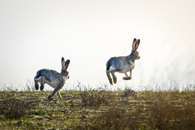 European hares (Lepus europaeus) hop on a field in Kulu district in Konya, Turkiye on May 12, 2025. (Photo by Alper Tuydes/Anadolu via Getty Images)