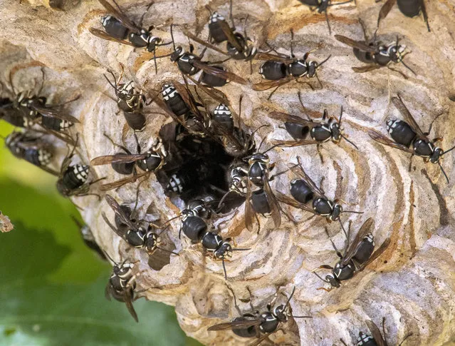 Baldfaced hornets swarm out of their beachball sized nest attached to a tree on a hillside near Elkton in rural western Oregon on August 21, 2020. Baldfaced hornets are considered to be beneficial due to their predation of flies, caterpillars, and spiders. However, their aggressive defensive nature makes them a threat to humans who disturb their nests or wander close. The baldfaced hornet has a unique defense in that it can squirt or spray venom from the stinger into the eyes of nest intruders. (Photo by Robin Loznak/ZUMA Wire/Rex Features/Shutterstock)