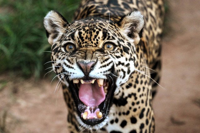 A jaguar (Panthera onca) growls at the Mata Ciliar association, an organization for the conservation of biodiversity, in Jundiai, Sao Paulo state, Brazil on May 29, 2025. Twenty-five pumas and ten jaguars are currently recovering at the Brazilian Center for the Conservation of Neotropical Felines at Mata Ciliar, a site as large as 40 football fields where monkeys, wild dogs, maned wolves, ocelots, and other regional animals are also rehabilitated. (Photo by Nelson Almeida/AFP Photo)