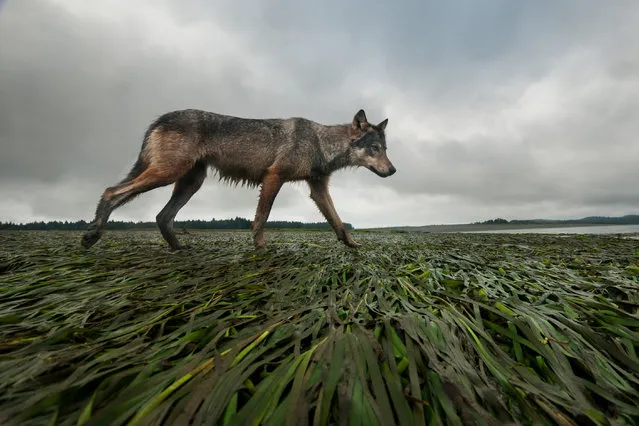 Coastline wolf by Bertie Gregory, UK. While out in his dinghy looking for black bears, Bertie spotted this female grey wolf on the shoreline of the west coast of Vancouver Island, British Columbia, Canada, and looped around ahead of where he expected her to go. He set up his remote camera, before getting back in the dinghy and backing off. The wolf was patrolling her eel-grass-covered mudflat territory at low tide, and walked right past the camera, allowing Bertie to take this shot with the remote trigger. Sadly, this Vancouver Island wolf was later killed by a man who claimed to be protecting people’s pets. (Photo by Bertie Gregory/Wildlife Photographer of the Year)