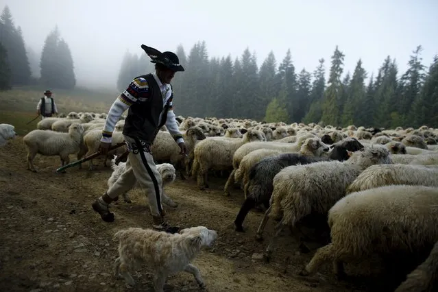 Shepherds walk with sheep in the early morning during autumn redyk near Lapsze Wyzne village, Tatra Mountains region of southern Poland, October 6, 2015. (Photo by Kacper Pempel/Reuters)