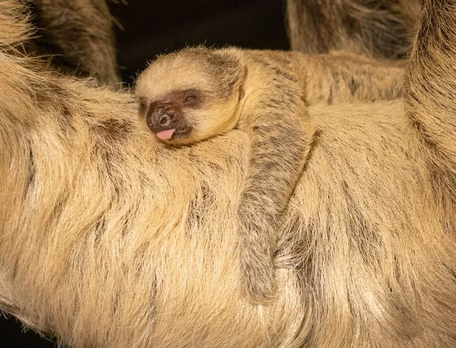 Undated handout photo issued by the Zoological Society of London of its first 2023 arrival – a baby two-toed sloth, born on New Year's Day. Issue date: Thursday, January 12, 2023. (Photo by ZSL/PA Wire)