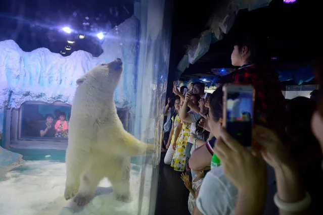 This picture taken on July 24, 2016 shows visitors taking photos of a polar bear inside its enclosure at the Grandview Mall Aquarium in the southern Chinese city of Guangzhou. A Chinese aquarium holding a forlorn-looking polar bear named Pizza said on September 20 it has “no need” for foreign interference, after activists offered to move the animal to a British zoo. (Photo by AFP Photo)