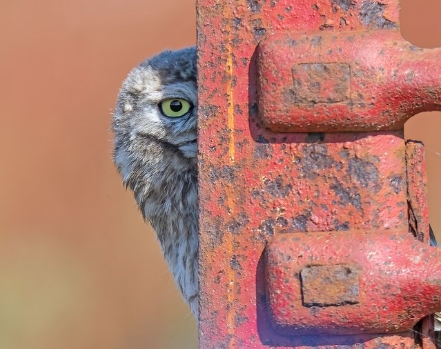 An owl peeps out from behind a rusty piece of farming equipment in Teddesley Park, Staffordshire, UK in the last decade of July 2025. (Photo by David Akers/Solent News & Photo Agency)
