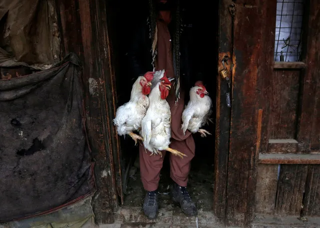 A man carries roosters for sale at Ka Faroshi bird market in Kabul, Afghanistan, January 18, 2018. (Photo by Mohammad Ismail/Reuters)
