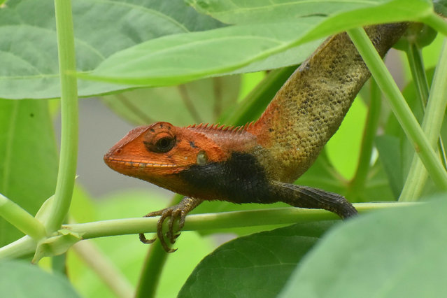 An oriental garden lizard rests in a garden in Nagaon district, Assam, India, on August 6, 2025. (Photo by Anuwar Hazarika/NurPhoto/Rex Features/Shutterstock)