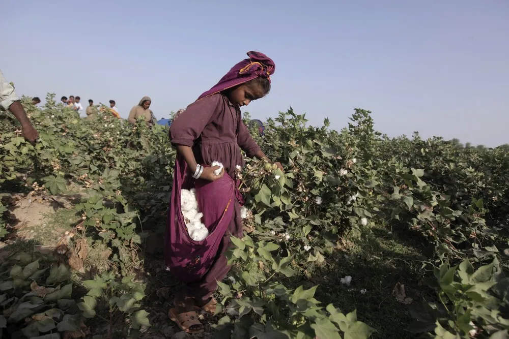 Uniting Pakistan's Cotton Pickers