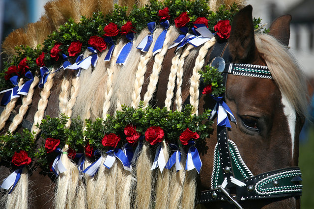 A decorated horse attends the traditional Georgi horse riding procession on Easter Monday in Traunstein, Germany April 2, 2018. (Photo by Michael Dalder/Reuters)