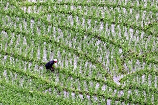 This photograph taken on August 21, 2025 shows a farmer working in a field facing the potential risk of submersion owing to the Siang Upper Multipurpose Project (SUMP) on the Siang river, a proposed hydroelectric mega-dam project, at Begging village in the East Siang district of the northeastern state of Arunachal Pradesh. On a football field ringed by misty mountains, the air rang with fiery speeches as tribesmen protested a planned mega-dam – India's latest move in its contest with China over Himalayan water. (Photo by Arun Sankar/AFP Photo)