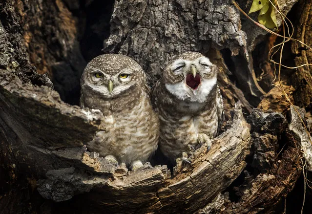 Owls are spotted sitting in hollow nest in Patan, Nepal, November 18, 2015. (Photo by Narendra Shrestha/EPA)