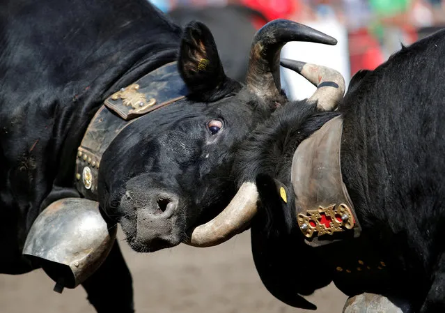 Two Herens cows lock horns during the qualification round of the annual “Battle of the Queens”, a traditional Swiss cow-fighting competition where cows test their strength and fight for the herd's leadership, in Aproz, Switzerland, May 6, 2018. (Photo by Denis Balibouse/Reuters)