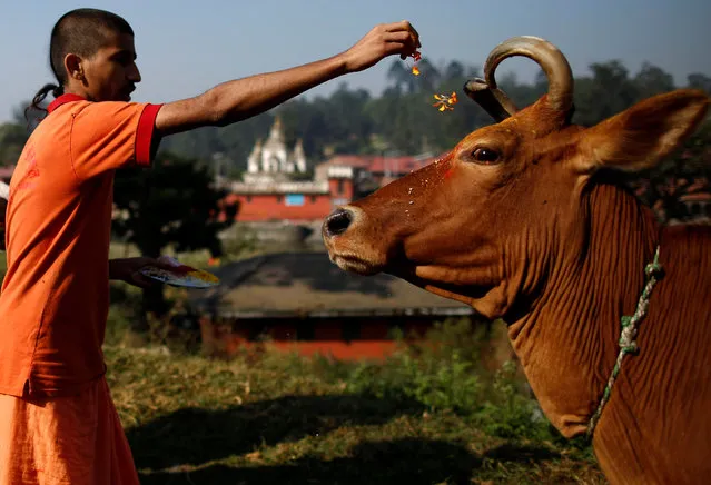 A young Hindu priest offers prayers to a cow during a religious ceremony celebrating the Tihar festival, also called Diwali, in Kathmandu, Nepal October 30, 2016. (Photo by Navesh Chitrakar/Reuters)