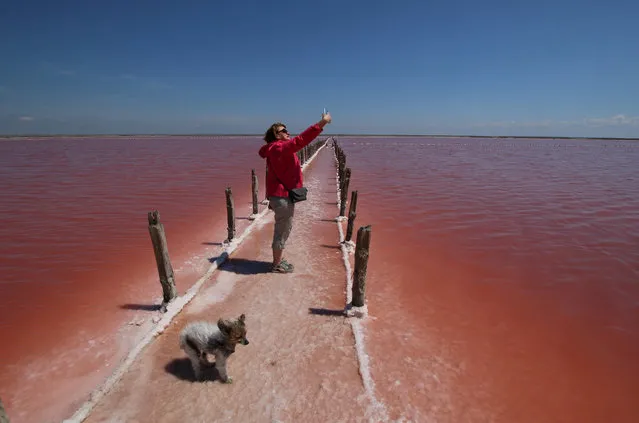 A woman takes a selfie at a salt production site on the bed of a drained area of the Sasyk-Sivash lake near the city of Yevpatoria, Crimea on May 31, 2020. (Photo by Alexey Pavlishak/Reuters)