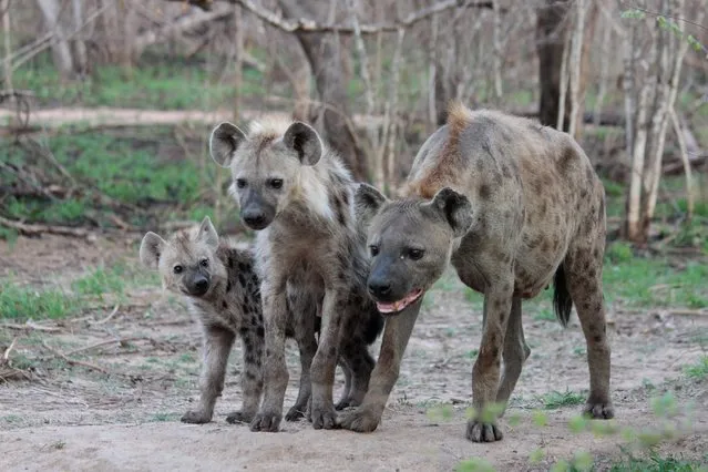 This 2014 photo provided by Nat Geo Wild shows a hyena family in the Djuma Game Reserve, in South Africa. Safari Live gives viewers a front row seat on daily safari rides as the natural habitat of lions, giraffes, elephants and more are explored during the program. Nat Geo Wild airs a live safari as part of its Big Cat week, airing Nov. 27-Dec. 2, 2015. (Photo by Pieter Pretorius/Nat Geo Wild via AP Photo)