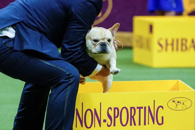 Winston, a French Bulldog, competes to win in the Non-Sporting group during the 147th Westminster Kennel Club Dog Show at the USTA Billie Jean King National Tennis Center in New York, U.S., May 8, 2023. (Photo by Eduardo Munoz/Reuters)