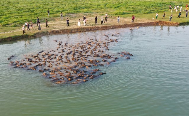 Aerial view of tourists watching a herd of water buffaloes returning home on May 18, 2023 in Nanchong, Sichuan Province of China. Hundreds of water buffaloes swam across the Jialing River at sunrise to graze on an island with lush green grassland in the middle of the river and return at sunset. (Photo by VCG/VCG via Getty Images)