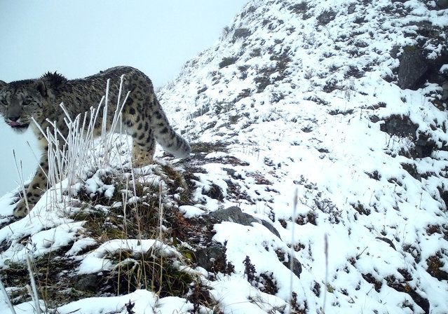 This undated file photo taken by an infrared camera shows a snow leopard at the Wenchuan area of the Giant Panda National Park in southwest China's Sichuan Province. (Photo by Xinhua News Agency/Rex Features/Shutterstock)