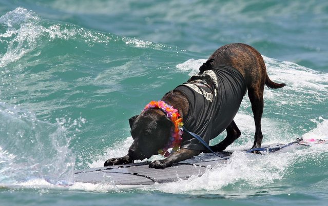 Booker D. Surfdog shows off his skills. (Photo by Taylor Jones/The Palm Beach Post)