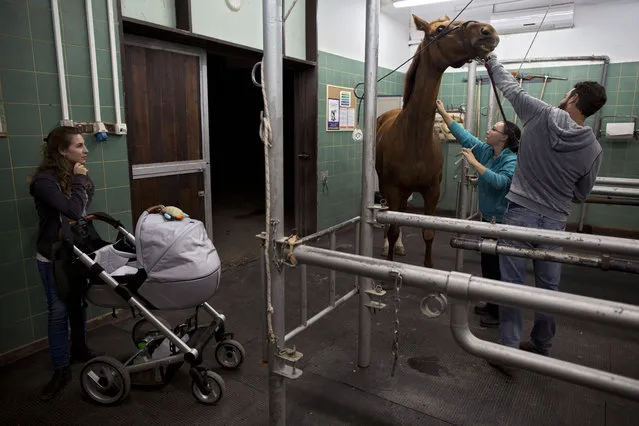 In this Wednesday, November 18, 2015 photo, a veterinarian examines a horse with a leg wound at the Hebrew University's Koret School of Veterinary Medicine in Rishon Lezion, Israel. (Photo by Oded Balilty/AP Photo)