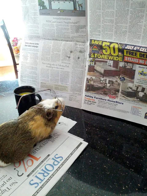 Life in guinea pig land. (Photo by Colin Mclaughlin/Caters News)