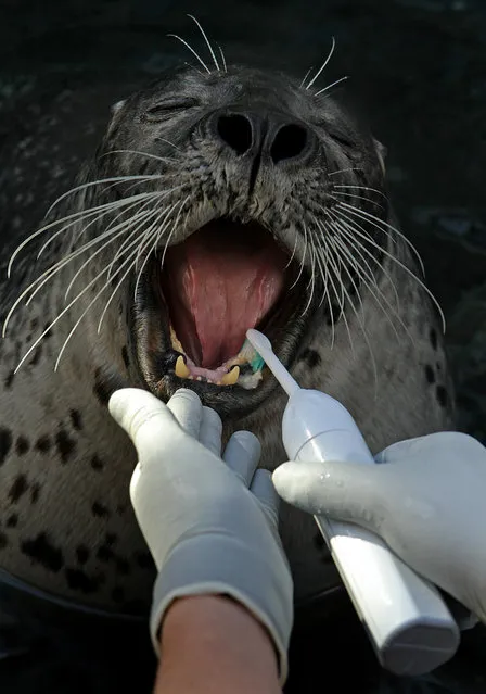 February is National Children's Dental Health Month, and here at the New England Aquarium in Boston, even Chuck the harbor seal gets his teeth brushed once a day by senior trainer, Erin Clark. They use malt for tooth paste and an electric brush, along with the manual one too. He also gets mouthwash and a treat afterwards – a fish! (Photo by David L. Ryan/The Boston Globe via Getty Images)