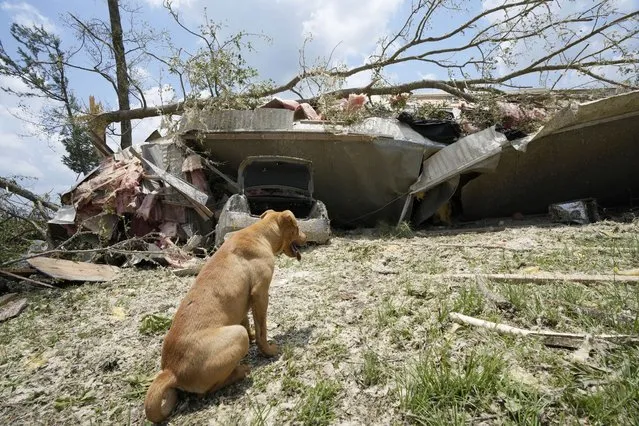 A family dog sits in front of what is left of its home following an apparent Sunday night tornado that swept through the small community of Louin, Miss., on Monday, June 19, 2023. (Photo by Rogelio V. Solis/AP Photo)