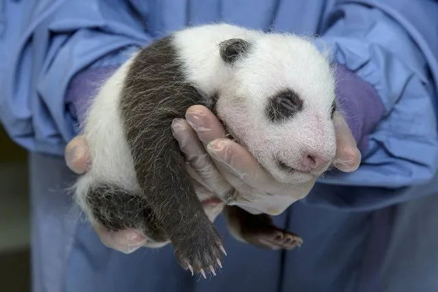 A Panda cub, born July 29, 2012 is held up by staff after a routine veterinarian exam in this handout photo supplied by the San Diego Zoo in San Deigo, California August 30, 2012. (Photo by Ken Bohn/Reuters/San Diego Zoo)