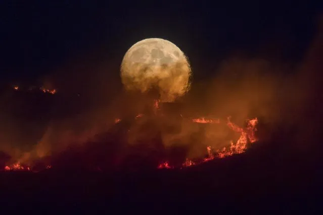 The full moon rises behind burning moorland as a large wildfire sweeps across the moors between Dovestones and Buckton Vale in Stalybridge, Greater Manchester on June 26, 2018 in Stalybridge, England. (Photo by Anthony Devlin/Getty Images)