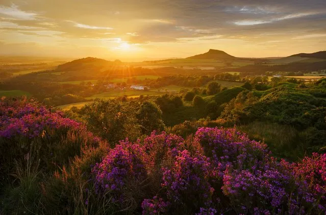 Undated handout issued by Take A View of Heather in Bloom, Roseberry Topping, North Yorkshire, England which won the Countryside is GREAT category in this year's Landscape Photographer of the Year Awards.  (Photo by John Robinson/PA Wire)