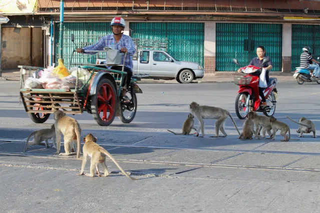 Monkeys cross a street before the Monkey Buffet Festival, in Lopburi province, north of Bangkok, Thailand November 27, 2016. (Photo by Chaiwat Subprasom/Reuters)