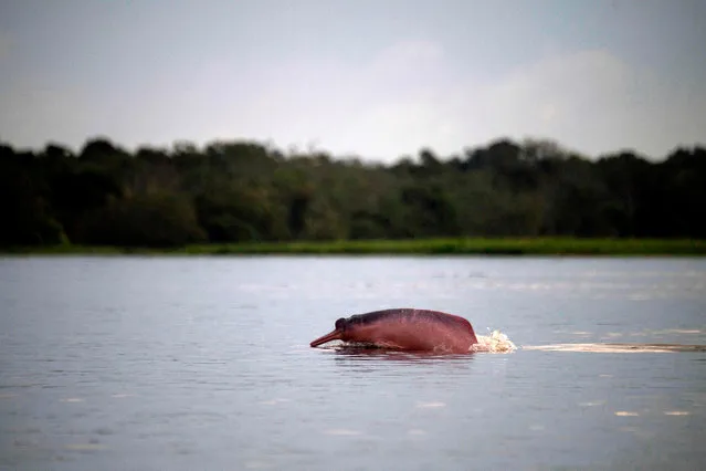 View of an Amazon pink dolphin (Inia geoffrensis) at the Amana Lake at Amana Sustainable Development Reserve in Amazonas state, Brazil, on June 29, 2018. Drones are the new allies of investigations on Amazon river dolphins, a tool that will reduce costs and times of investigations. (Photo by Mauro Pimentel/AFP Photo)